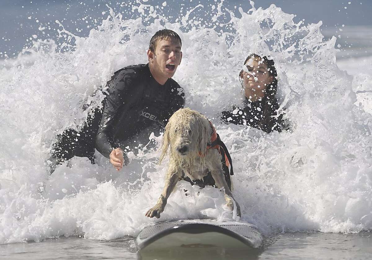 Doggies paddle at the Surf City Surf Dog competition