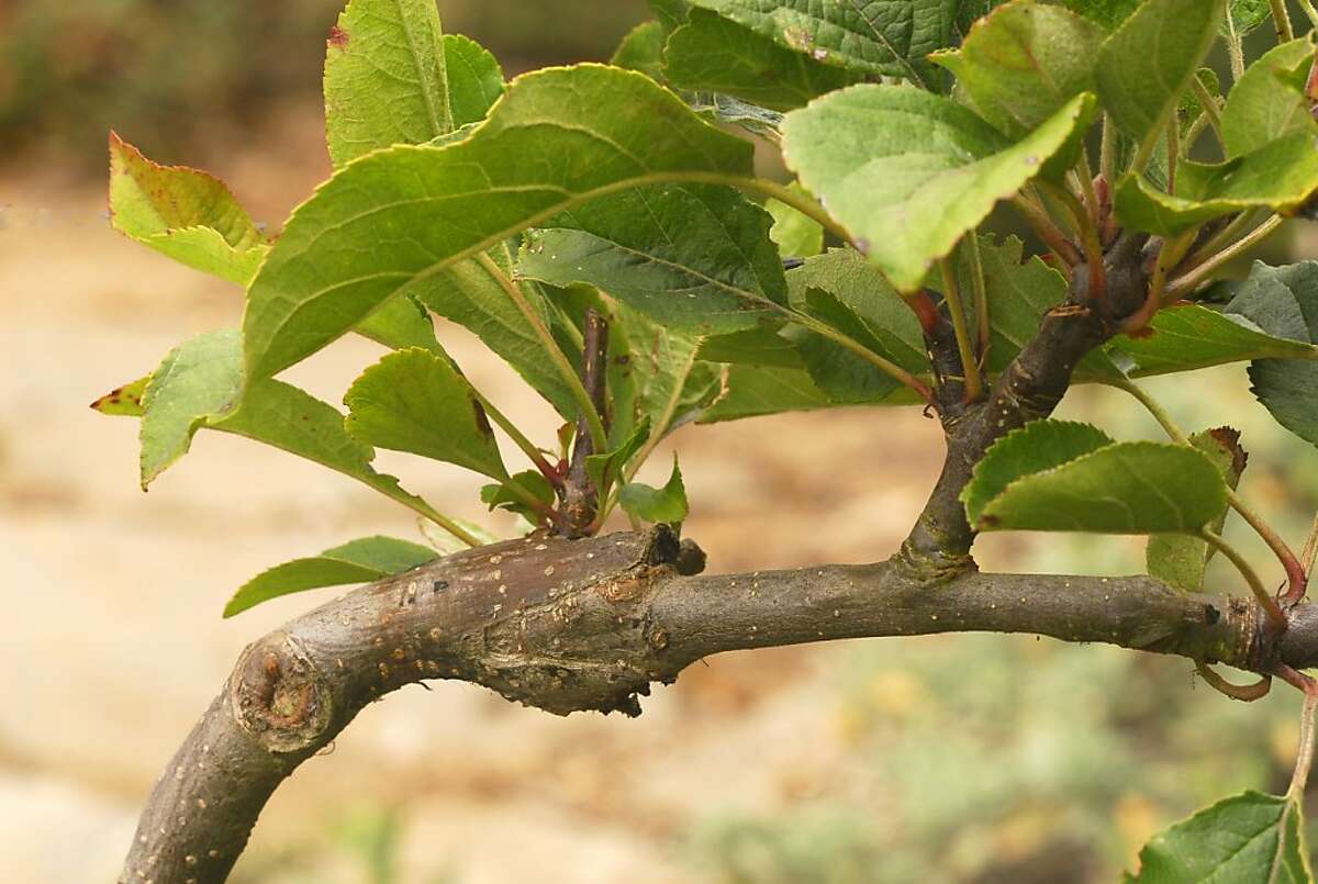 The most successful fruit tree grafts are different varieties of the same species. Here, an espaliered tree made from a Malling selection apple rootstock has had a 'Golden Russet' apple scion grafted to a branch.