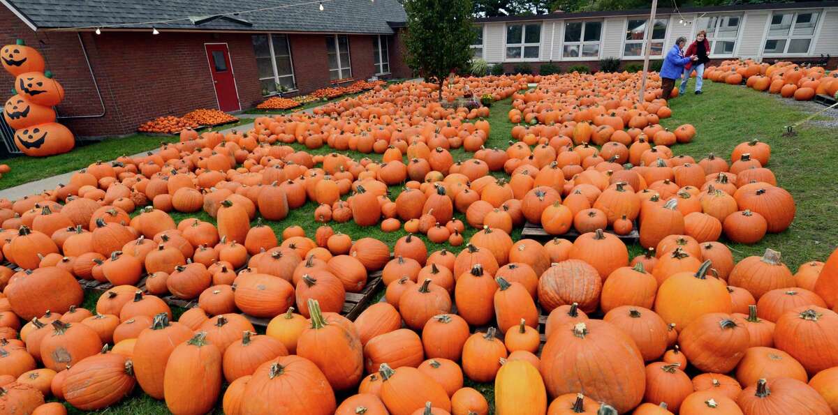 Photos At the pumpkin patch
