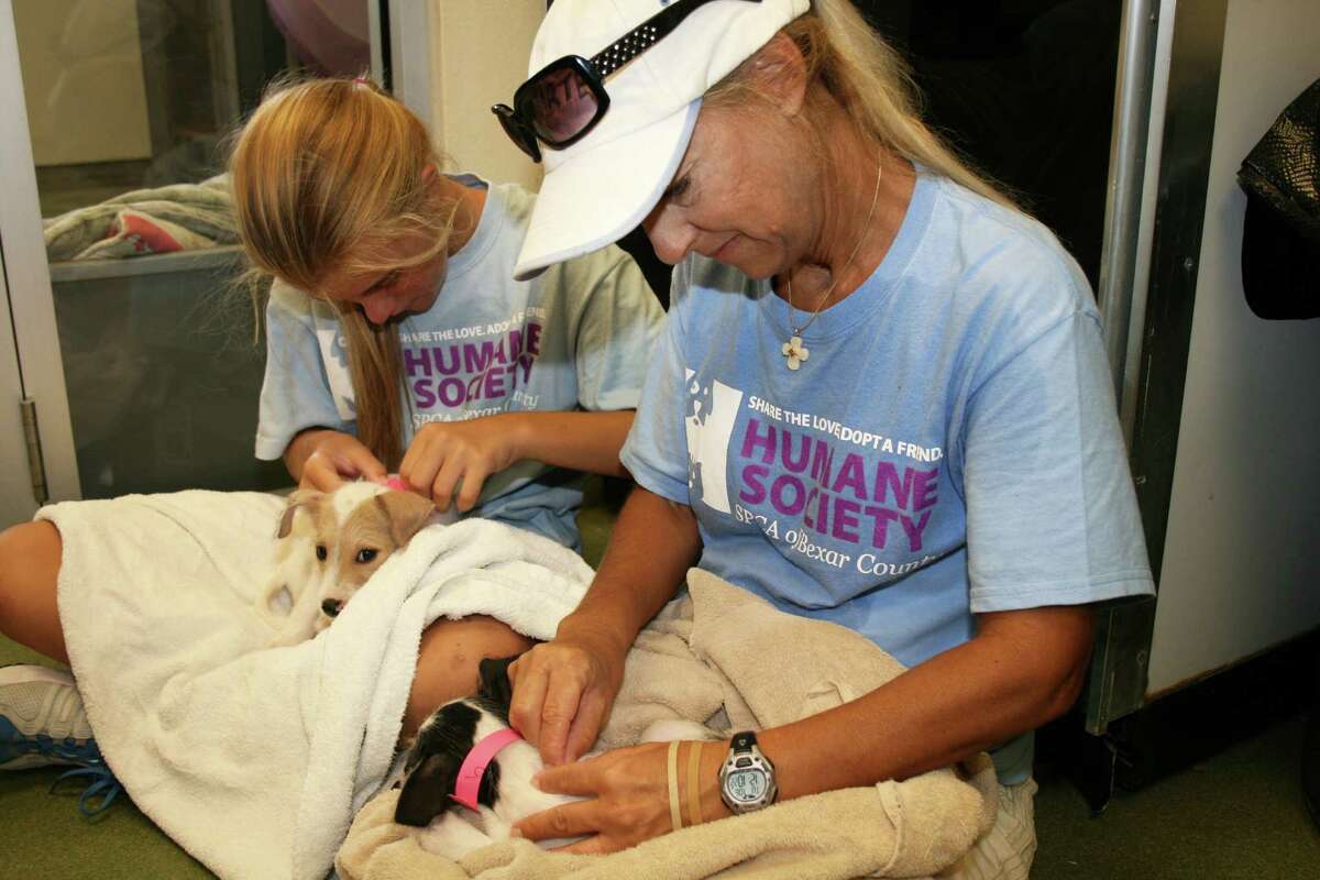 Mom-and-daughter volunteer team Ellery and Melissa Vaughan inspect recent arrivals to the San Antonio Humane Society.