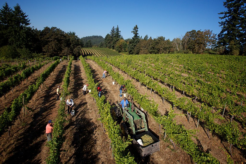 In Oregon, a quest for wine identity pays off