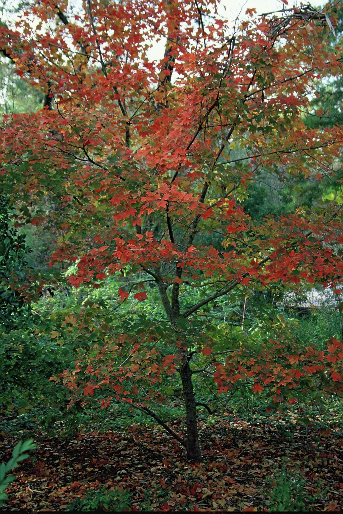 Plant Small Native Trees For Beauty And The Birds