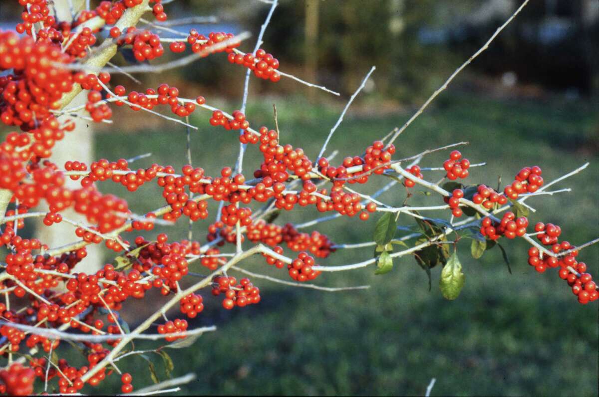 Plant small native trees for beauty and the birds