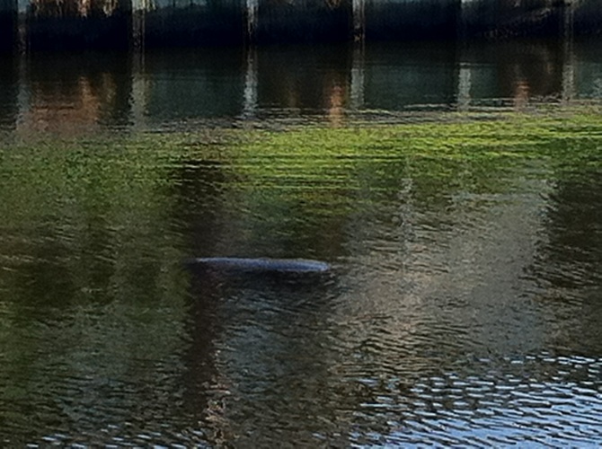Rare Manatee Sighting In Galveston