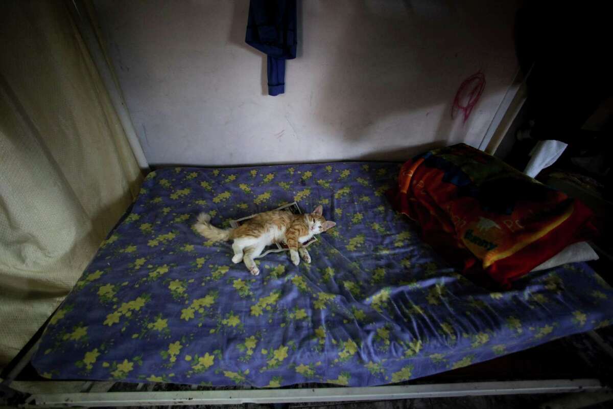 In this Sept. 27, 2012 photo, a cat rests on a bed inside a room that was once a school room and is now part of a government provided shelter for families who lost their homes due to flooding, in Caracas, Venezuela. Fear of every stripe, like the loss of government housing like this one, permeates the intensely polarized election campaign, with many votes to be decided based not on the candidates' promises but rather on what worries people most. Chavez has continuously warning of chaos and the dismantling of the generous welfare state he built if he is voted out of office in the Oct. 7 vote. (AP Photo/Fernando Llano)