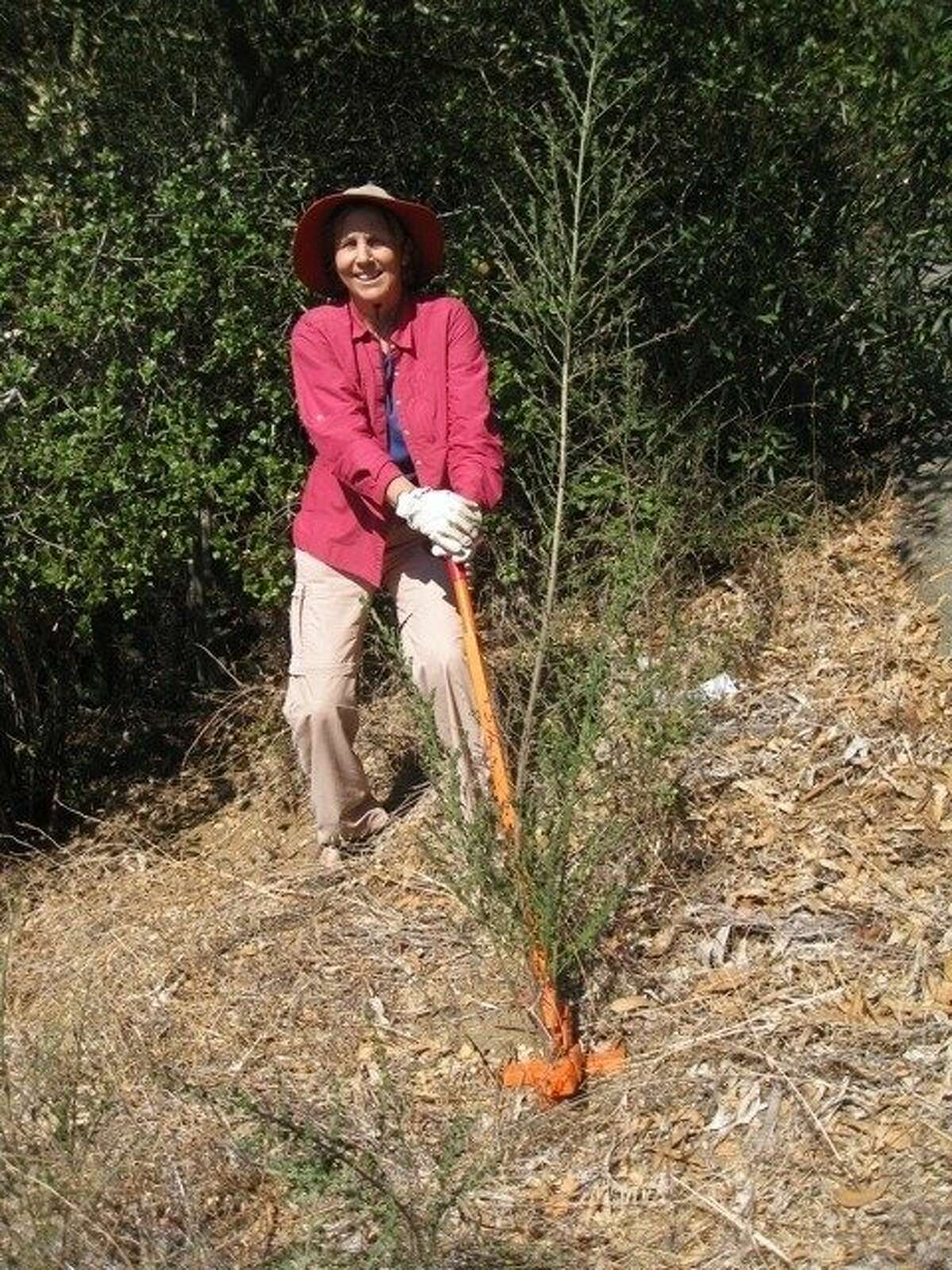 Sue Duckles pulls up scotch broom with a weed wrench in Butters Canyon in Oakland.