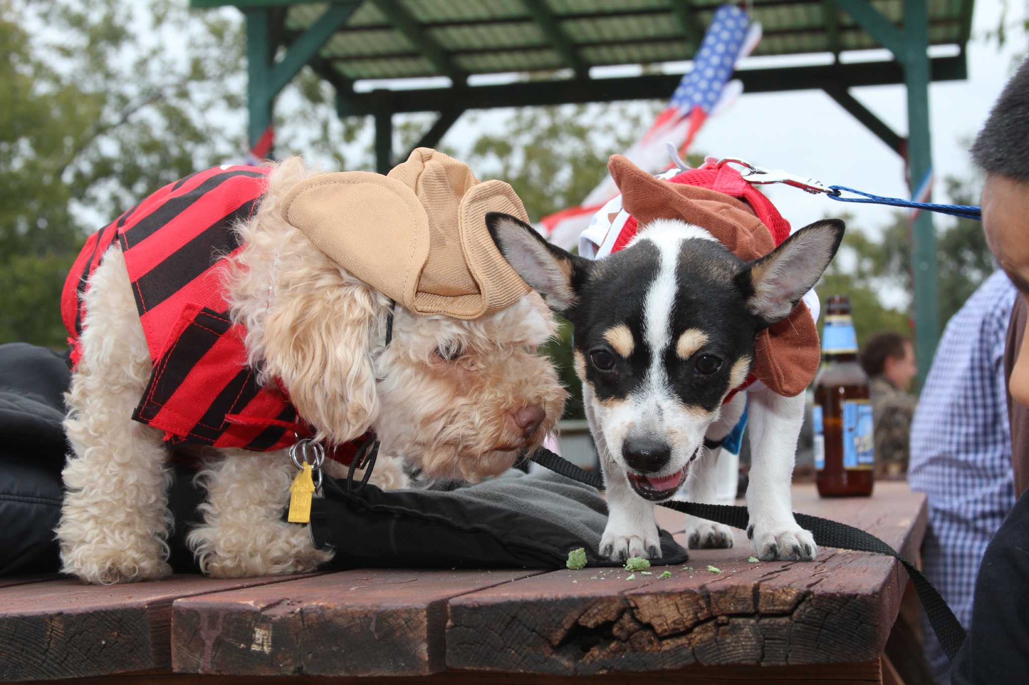 Bark in the Park - Perrito Grito - Animal Defense League of Texas