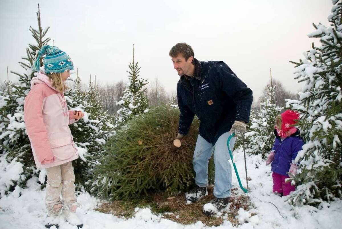 Cut your own tree at Windswept farm