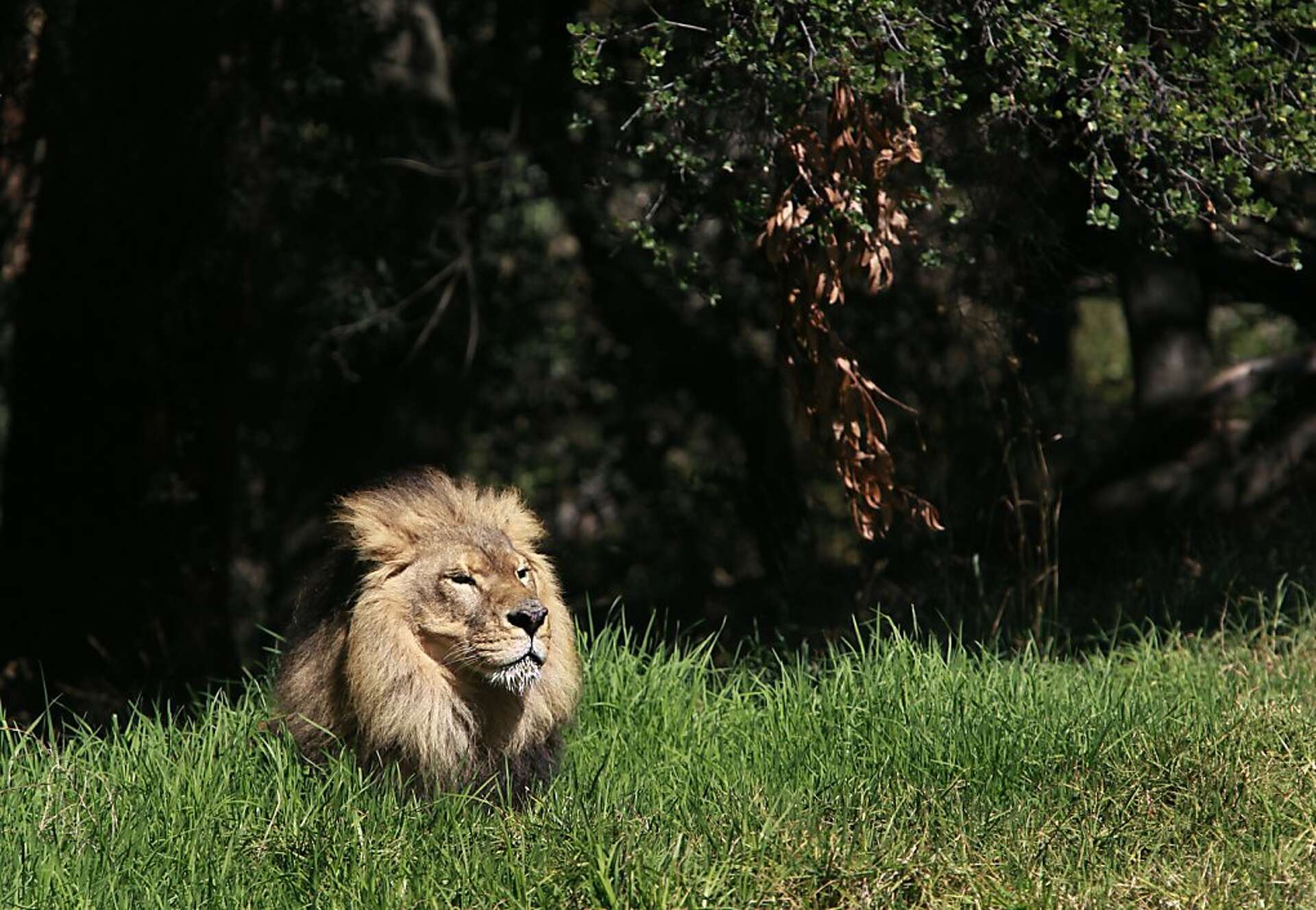 Oakland Zoo's senior African lion, 'Leonard,' euthanized