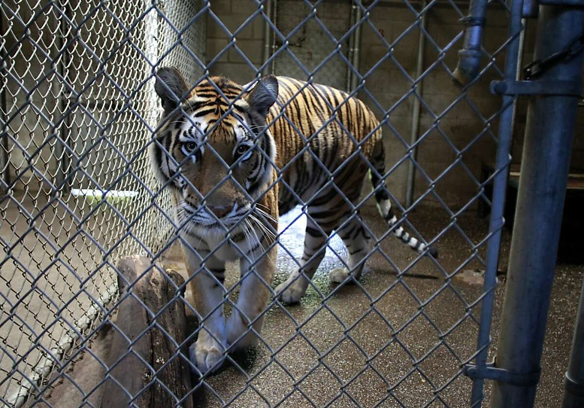 Oakland Zoo taps voters for parcel tax