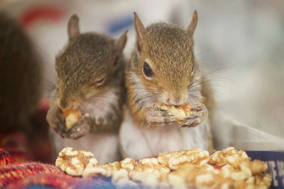 There's a bumper crop of abandoned baby squirrels