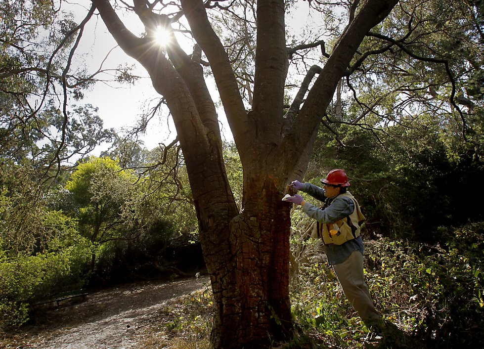 Explosive Oak Explosive growth in sudden oak death