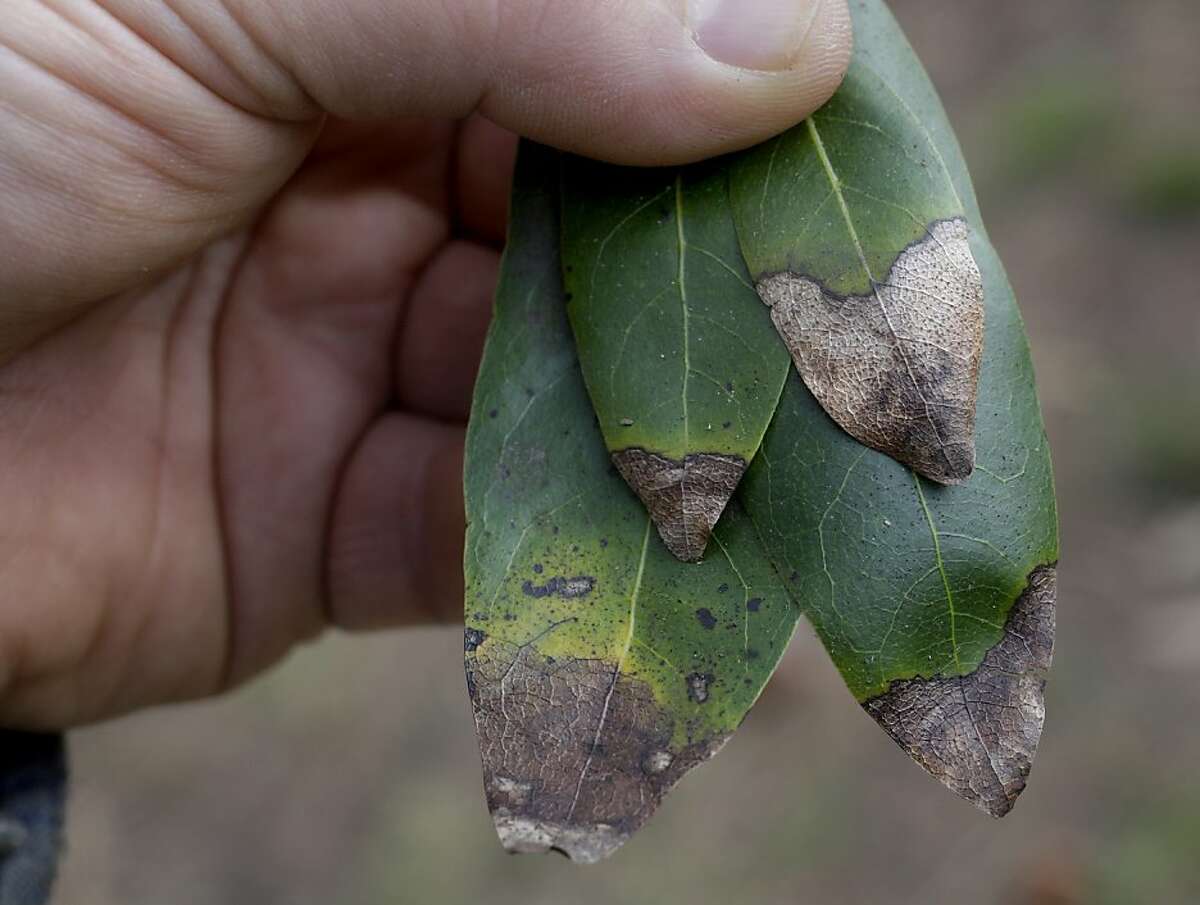 Explosive growth in sudden oak death