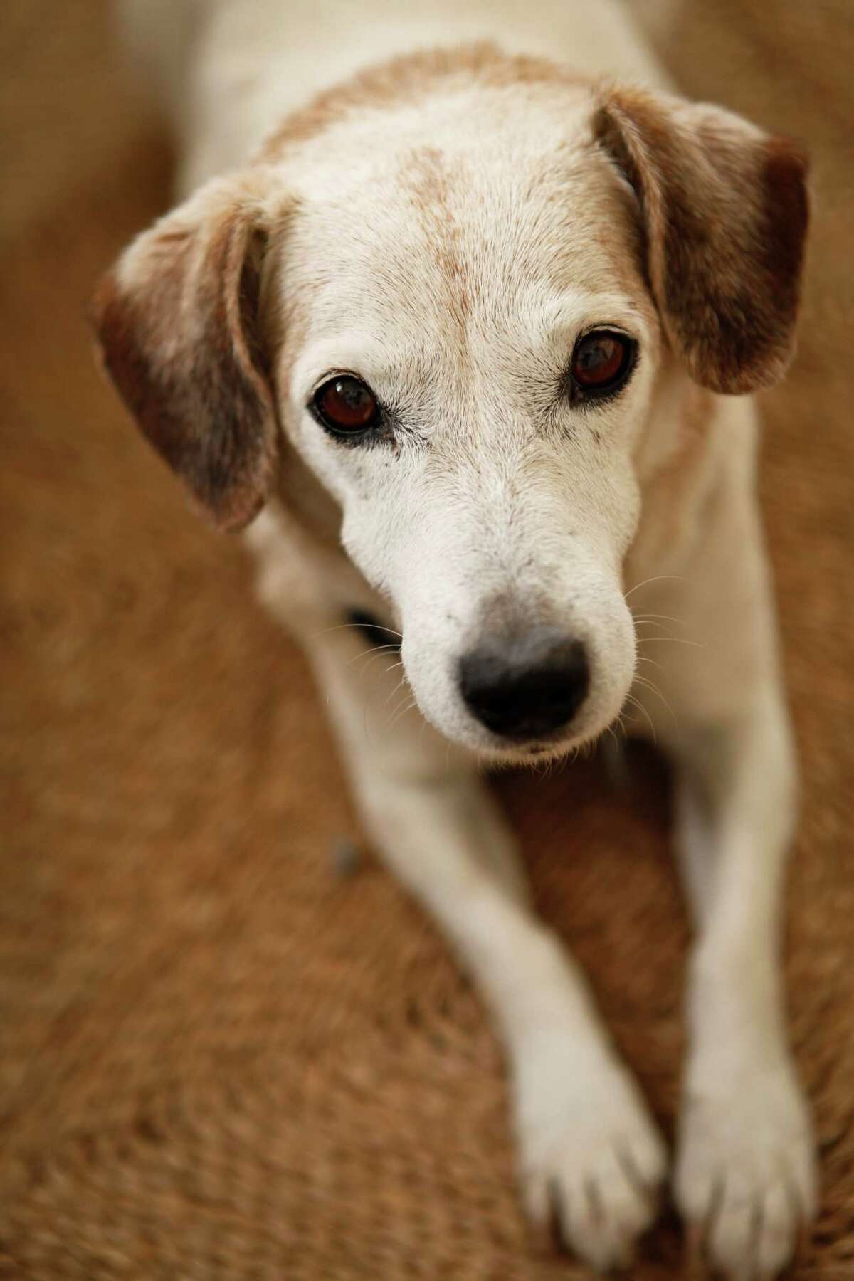 Designer Jess Brown's dog, Shorty, is seen on Thursday, Oct. 4, 2012 in her Petaluma, Calif., home studio.
