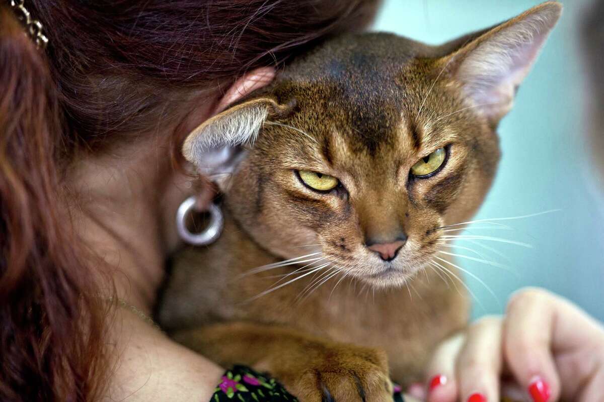 An Abyssinian cat waits to be examined by a referee during an international feline beauty competition in Bucharest, Romania, Saturday, Sept. 29, 2012. The contest, significantly less enjoyed by the cats than by the many visitors, was entered by more than 200 felines.(AP Photo/Vadim Ghirda)