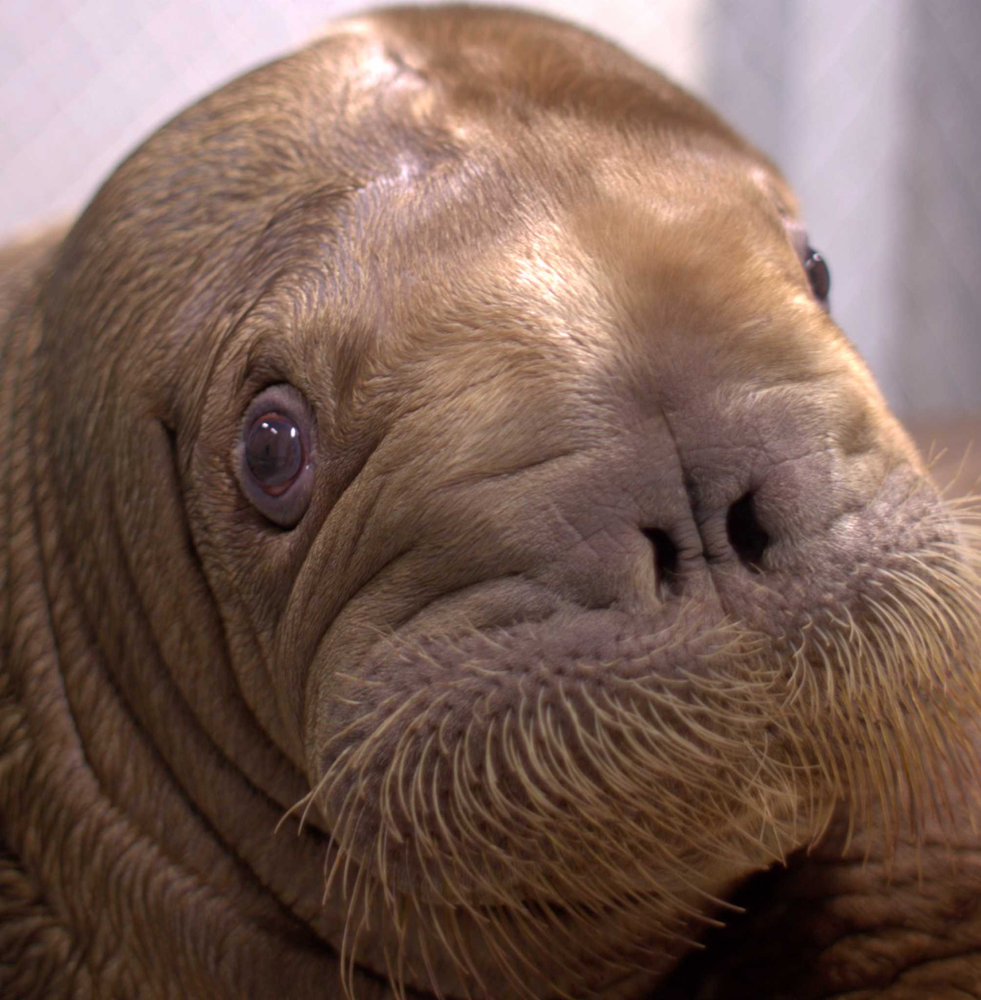 Baby walrus arrives at NY Aquarium