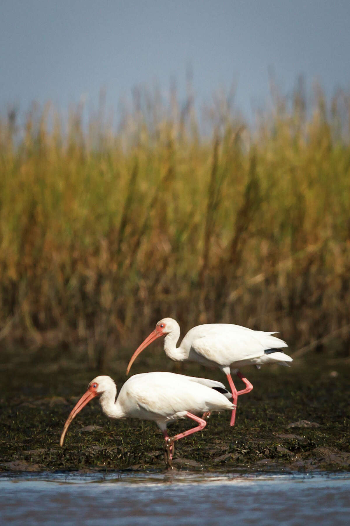 White ibis search for food in Christmas Bay.
