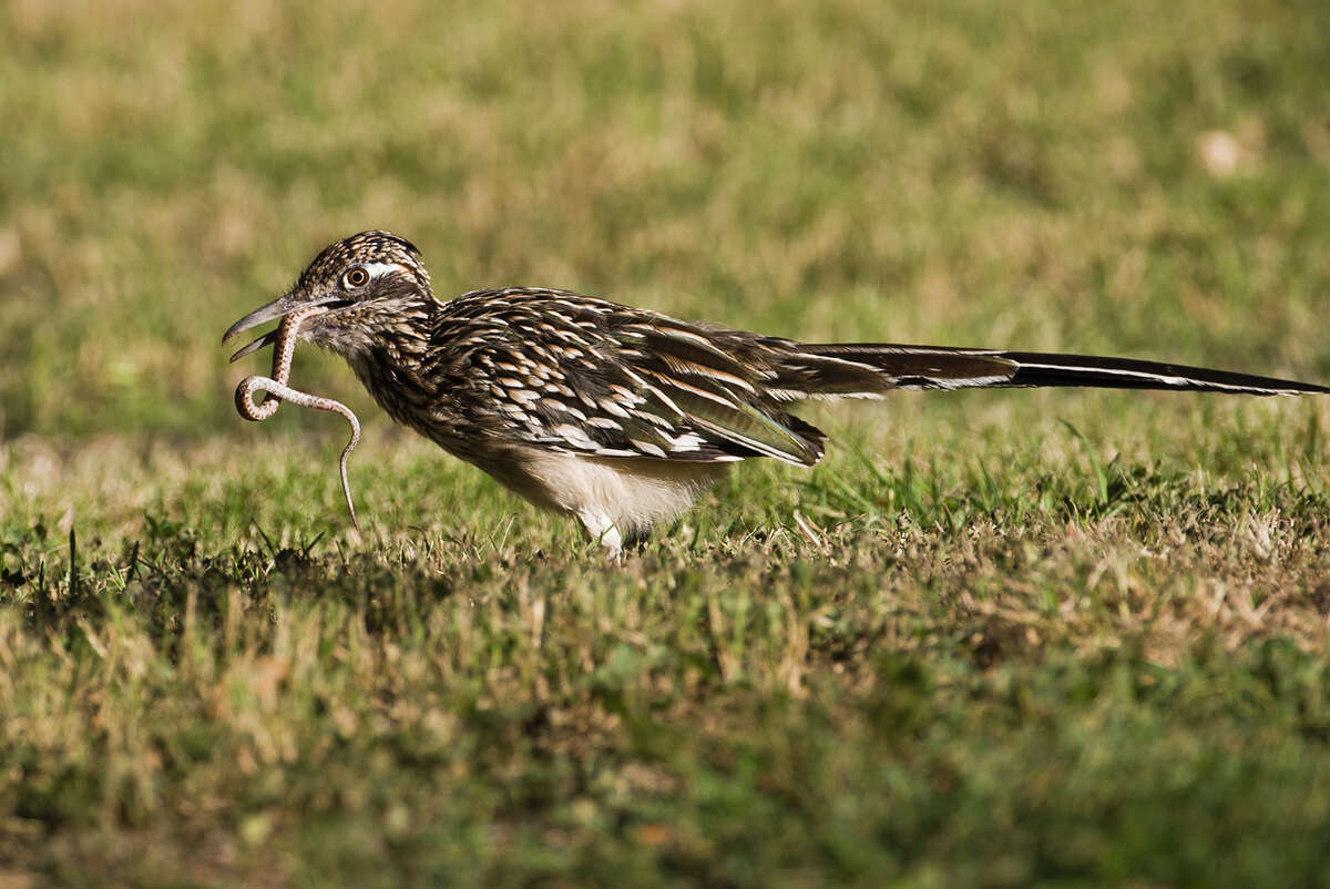 Nature: The greater roadrunner lives up to its name