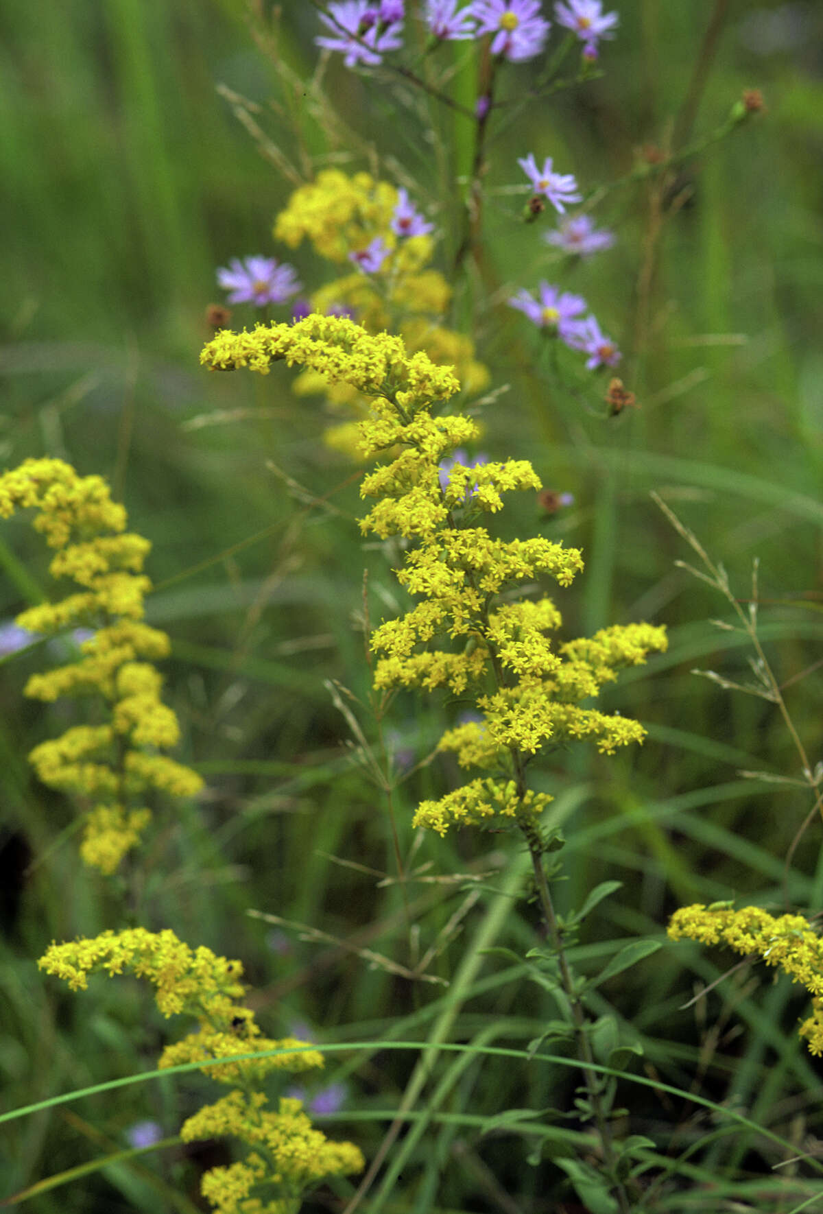 Colorful wildflowers take center stage in the fall