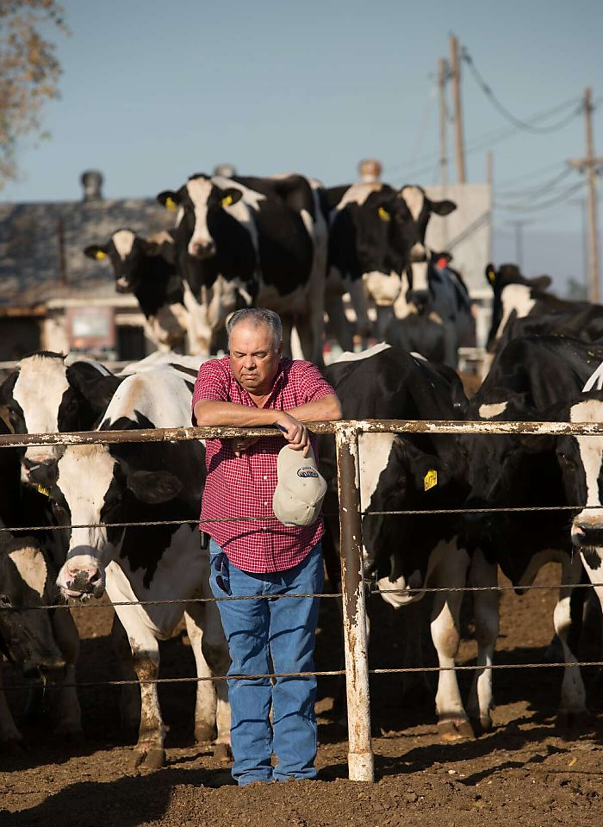Ray Souza stands in a pen of some his dairy cows at his dairy farm in Turlock, CA on Tuesday, October 9, 2012. Feed costs have skyrocketed over the past several years and the recent rise in the price of milk isn't enough for him to stop losing money.