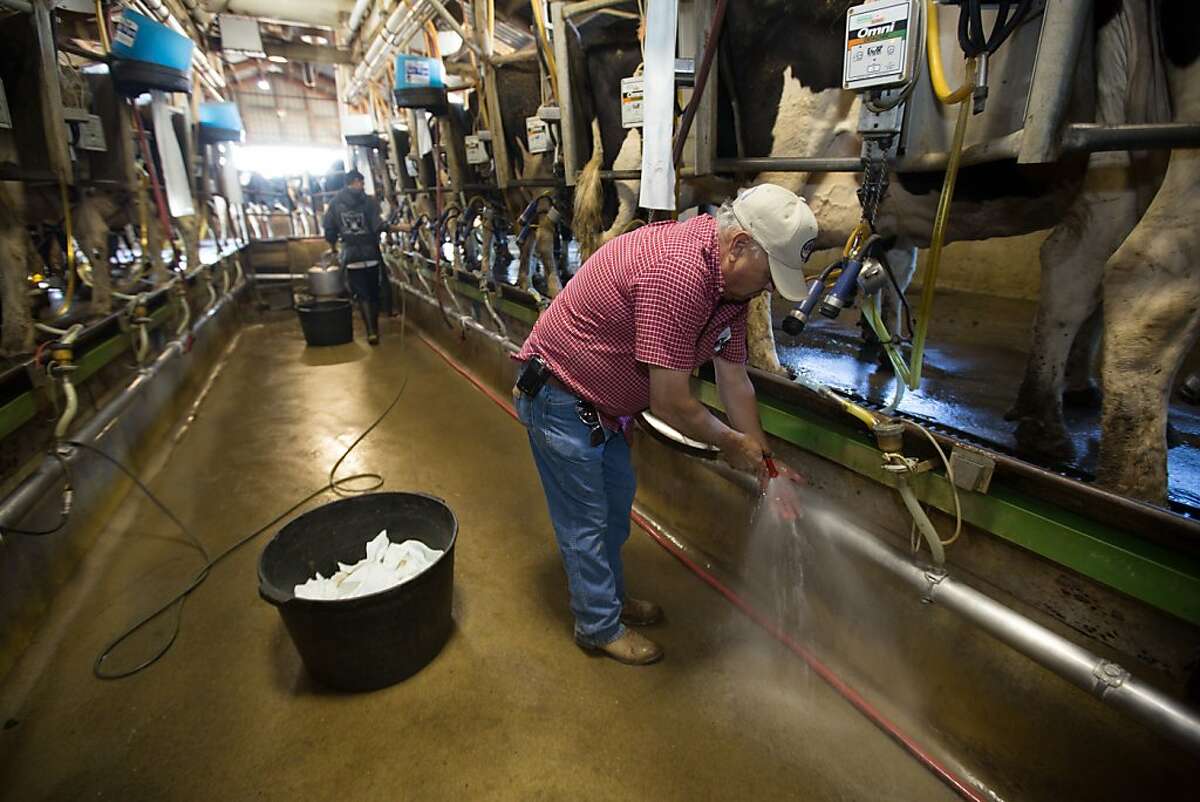 Calif. expected to lose 100 dairy farms