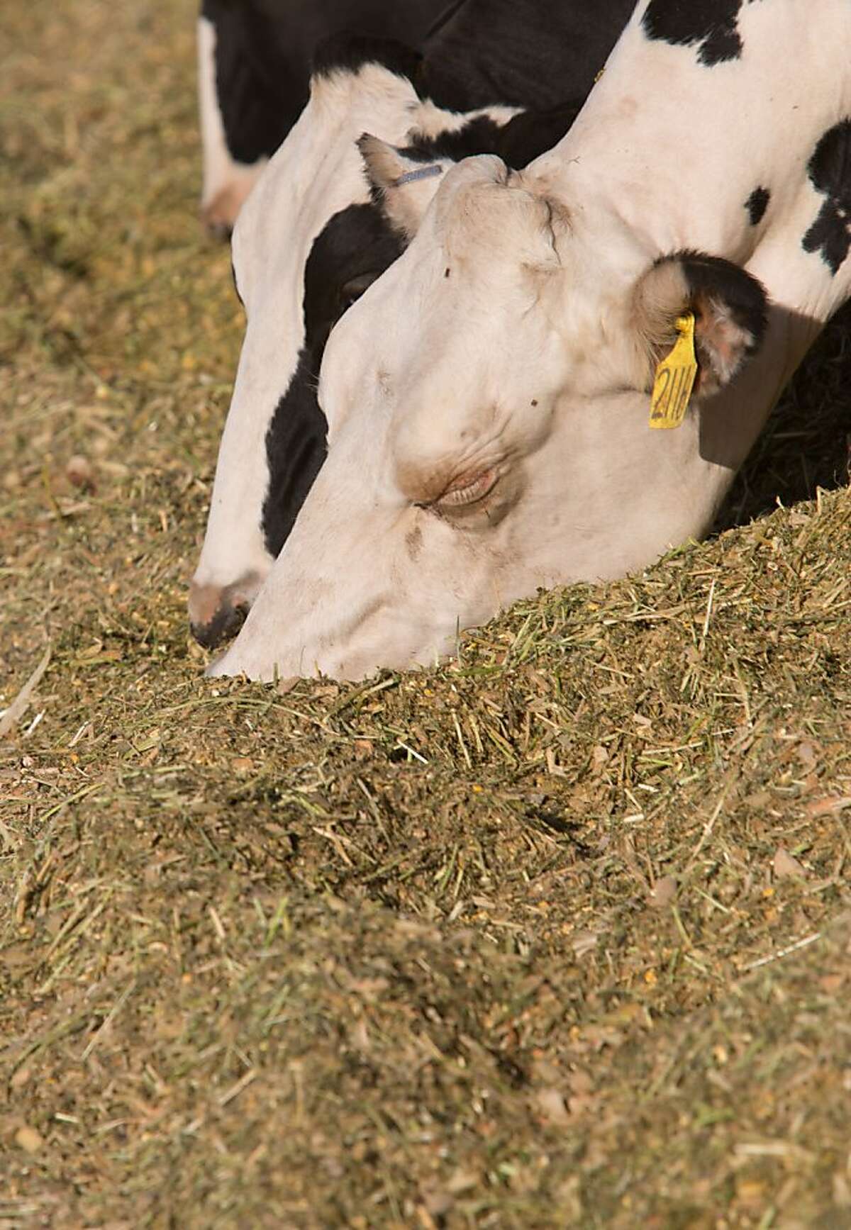 Calif. expected to lose 100 dairy farms