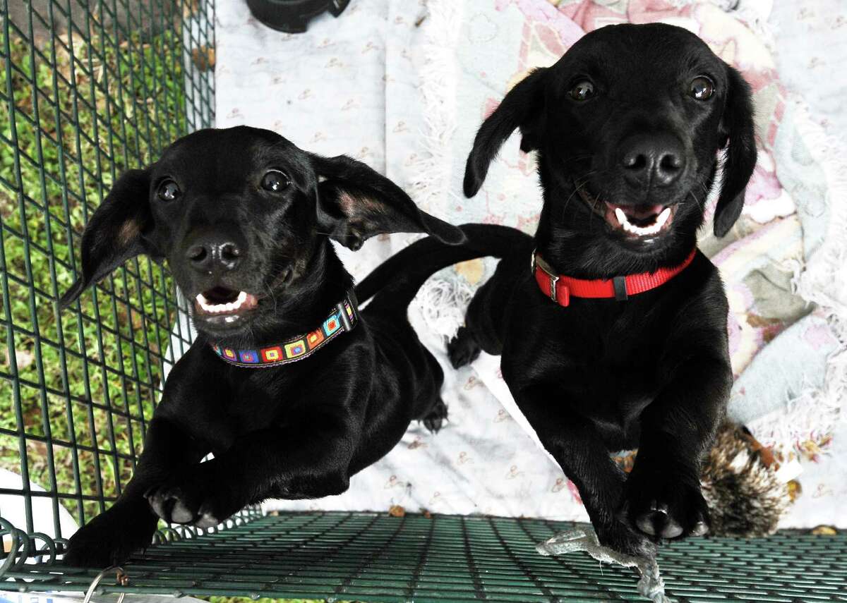 Downtown Beaumont goes to the dogs