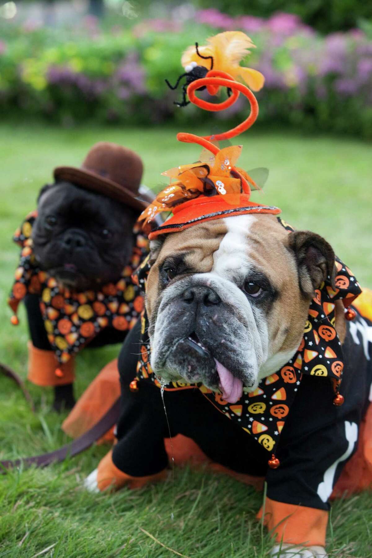 Halloween is going to the dogs