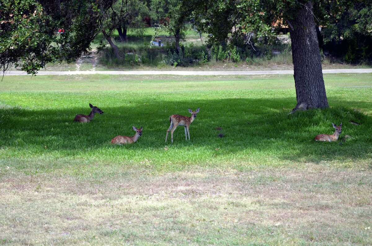 Deer rest in the shade between the No. 12 and 13 fairways at Canyon Lake Golf Club.