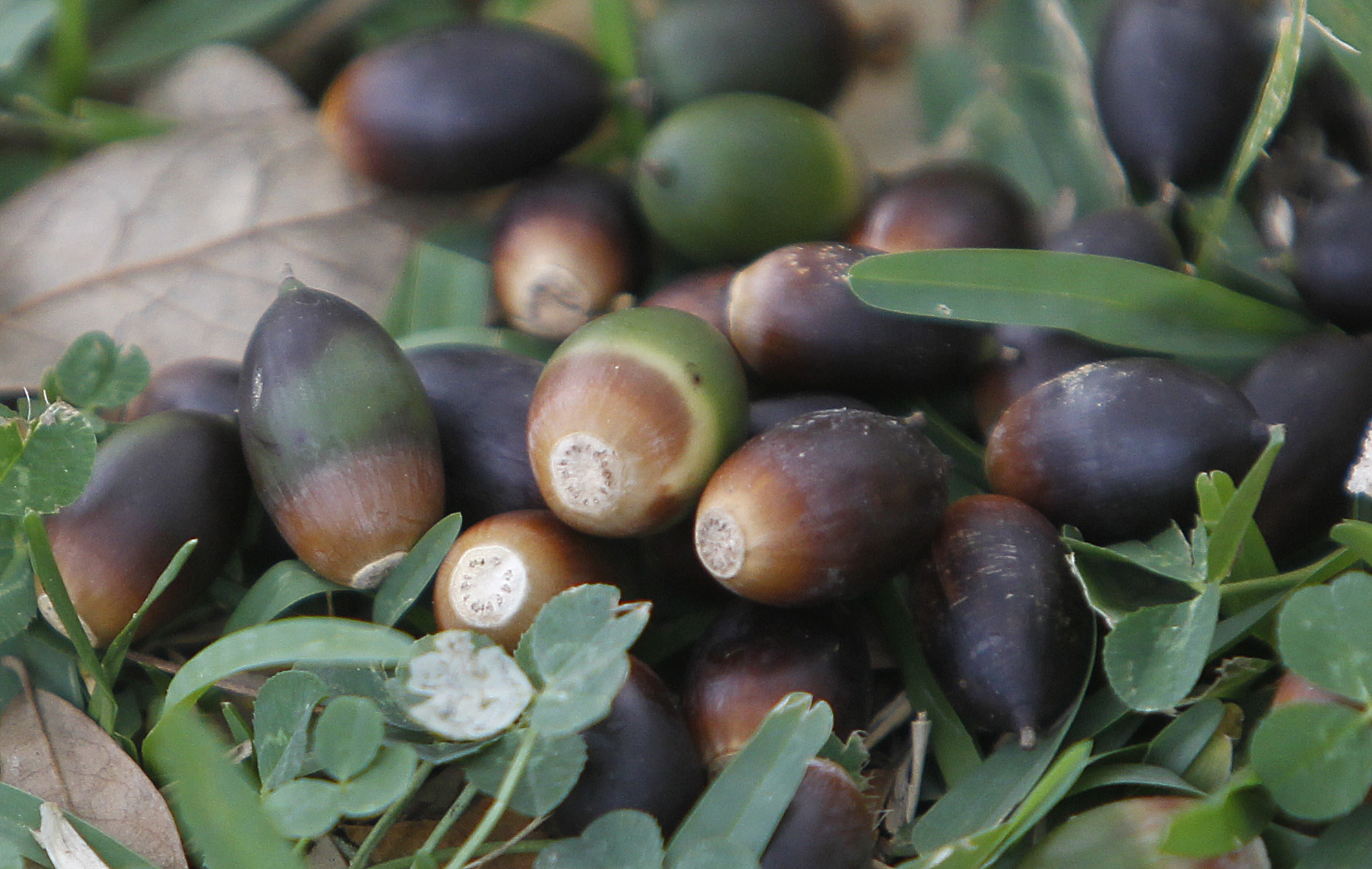 Do More Acorns Mean A Harsh Winter For Houston?