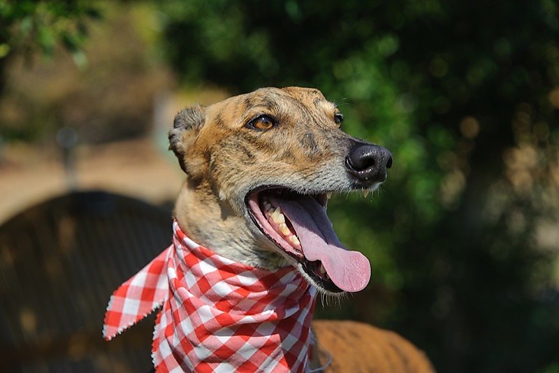 New greyhound can help heal a sad heart