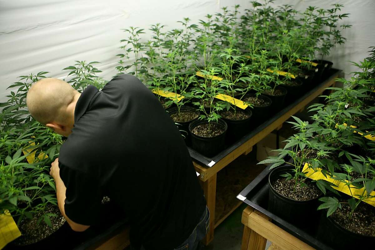 A local grower of medicinal marijuana, who wishes to remain anonymous, tends to his 96 plant farm on Sunday, July 18, 2010 in the East Bay, Calif.