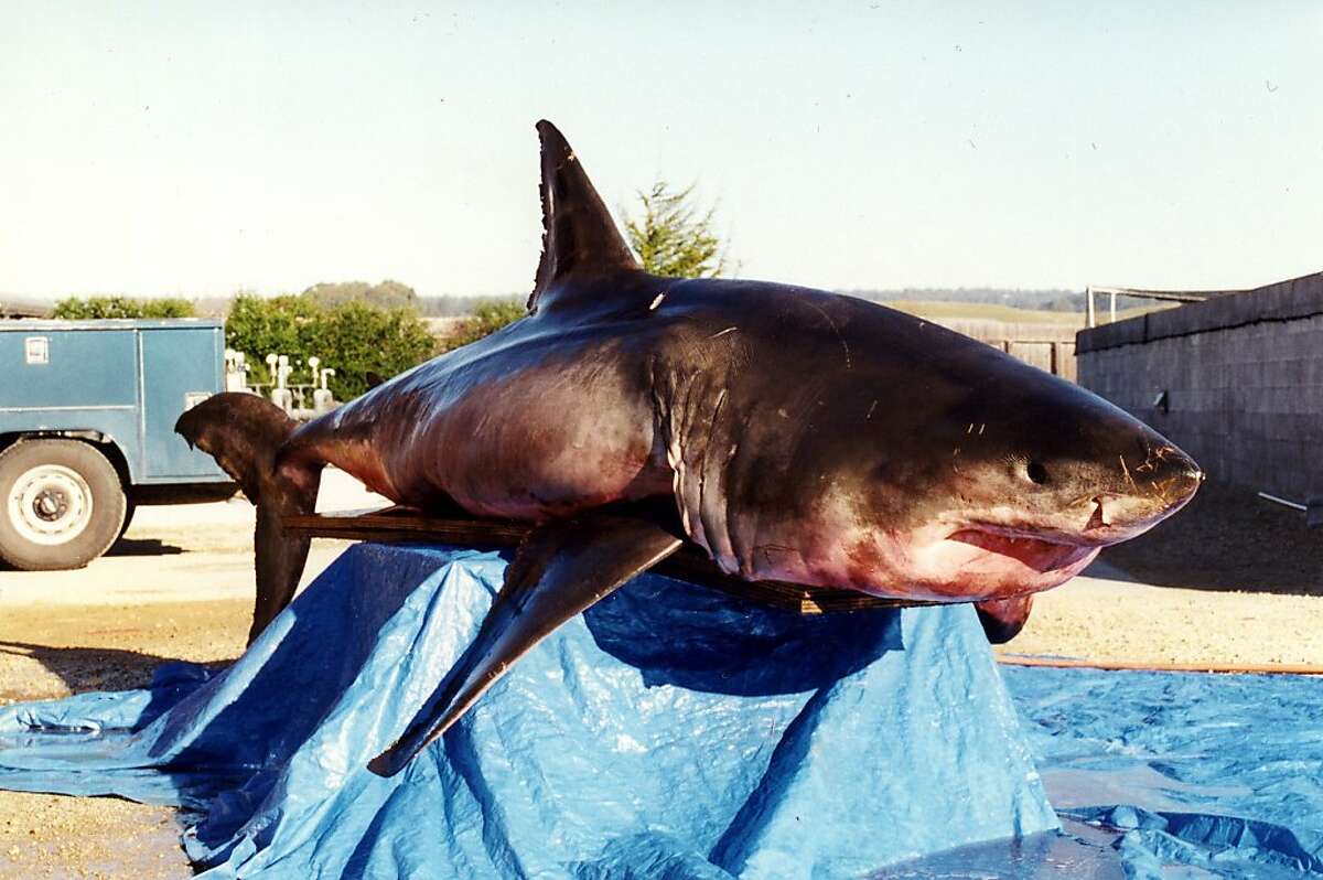 This 1,700-pound great white shark (accidentally caught by a Morro Bay fisherman) was dissected at Long Marine Lab in 2001. In 2005, UCSC veterinarian Dave Casper asked graduate student Sora Kim to examine the biochemistry of its vertebra, leading to Kim's study of dietary flexibility in white sharks.