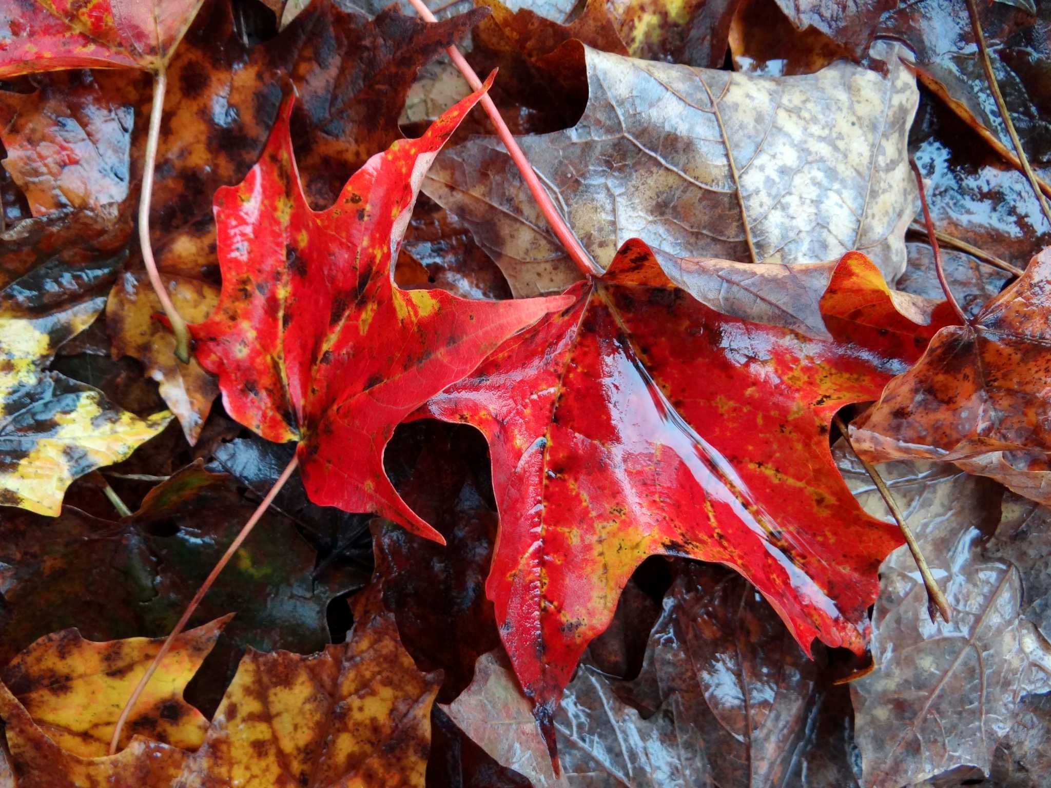 Turning of the leaves tour in New Hampshire