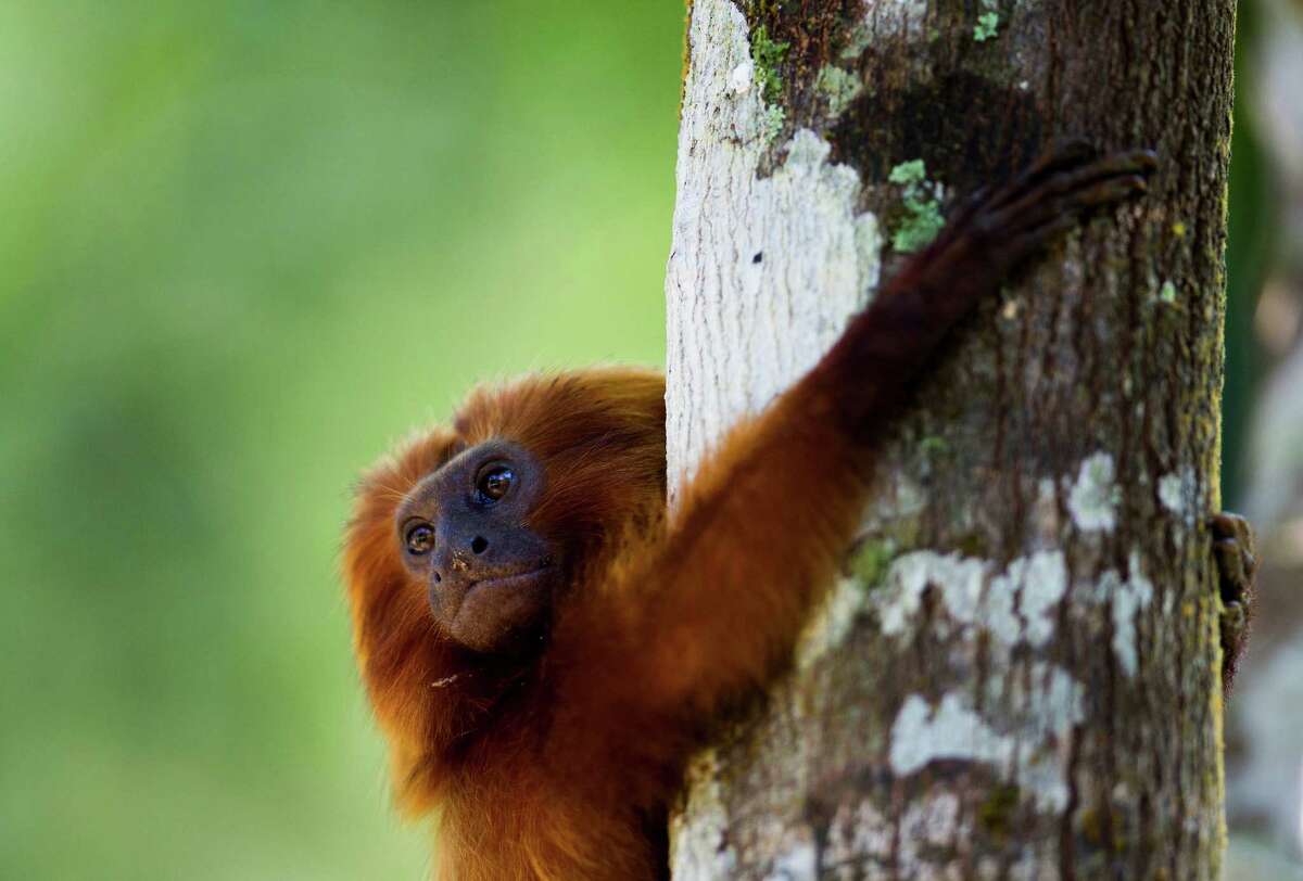 A golden lion tamarin hugs a tree in the Atlantic Forest region of Silva Jardim in Brazil's state of Rio de Janeiro, Oct. 10, 2012. The charismatic little monkey is bouncing back from near extinction just in time to run for mascot of Rio's 2016 Olympics.