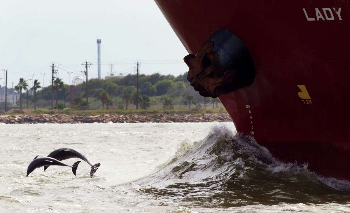 Dolphins leap out of the water near a ship passing Pelican Island in Galveston Bay, a lush bird habitat with prime fishing spots.