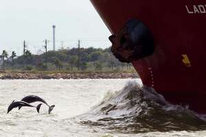Gulf Coast joins export coal rush
