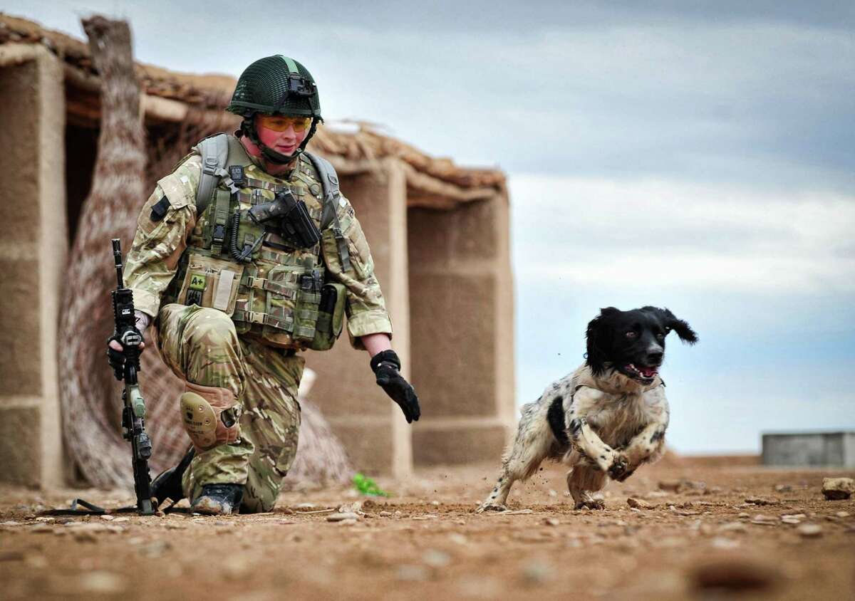 This is a undated Ministry of Defence handout photo made available on Thursday Oct. 25, 2012 of Lance Corporal Liam Tasker and his Springer spaniel mix Theo. Theo the bomb-sniffing army dog who died in Afghanistan on the day his handler was killed has been honored with Britain's highest award for animal bravery. Springer spaniel mix Theo was posthumously awarded the Dickin Medal on Thursday at a ceremony in London. (AP Photo/ MoD)