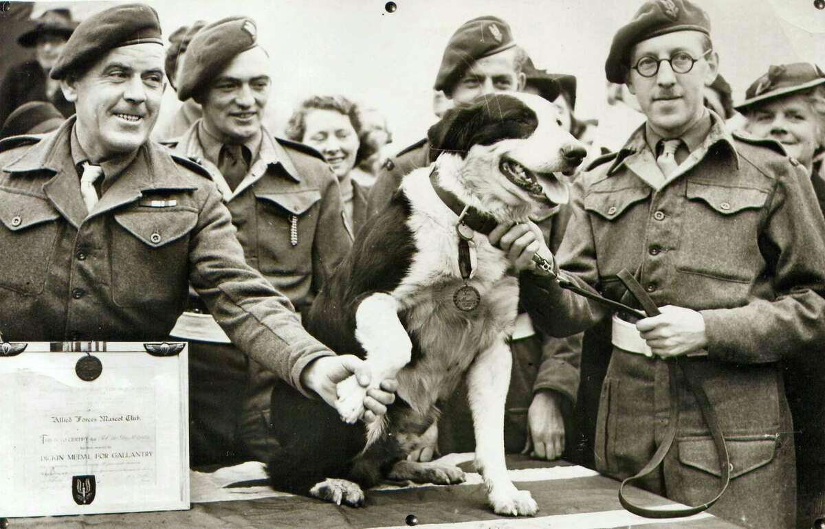 In this photo released Thursday Oct. 25, 2012 by The People's Dispensary for Sick Animals (PDSA) who are the awarding body responsible for the Dickin Medal for animal gallantry. Crossbred collie dog named Rob, that made over 20 parachute jumps while on secret war-work, and took part in the North African landings, after being presented with the Dickin Medal for animal gallantry, in this Feb. 13, 1945 file photo. The latest animal to receive the Dickin Medal is announced Thursday Oct. 25, 2012, a bomb-sniffing army springer-spaniel dog named Theo, who died in Afghanistan on the day his handler was killed has been posthumously honored with the Dikin Medal, Britain's highest award for animal bravery, during a ceremony in London Thursday Oct. 25, 2012. Theo worked for five months in Afghanistan with Royal Army Veterinary Corps Lance Cpl. Liam Tasker, searching out roadside bombs, but Tasker was killed in a firefight with insurgents in Helmand Province in March 2011, and Theo the dog died hours later. (AP Photo)