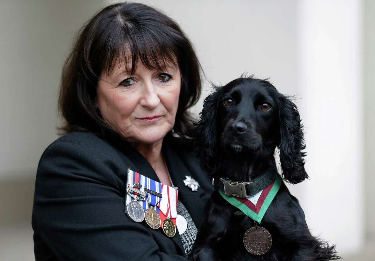 Jane Duffy, mother of British Army Lance Corporal Liam Tasker who was killed during the conflict in Afghanistan, wears her son's medals as she holds Grace, a search dog with the British army, wearing a Dickin Medal, Britain's highest award for bravery by animals that was posthumously awarded to Theo, a bomb-sniffing army dog, following a special ceremony held at Wellington Barracks, in central London, Thursday, Oct. 25, 2012. Theo, a Springer Spaniel, worked alongside Lance Cpl. Liam Tasker, searching out roadside bombs in the Taliban stronghold of Helmand Province. Tasker was killed in a firefight with insurgents in March 2011, and Theo suffered a fatal seizure hours later. It is the highest award any animal can receive while serving in military conflict.
