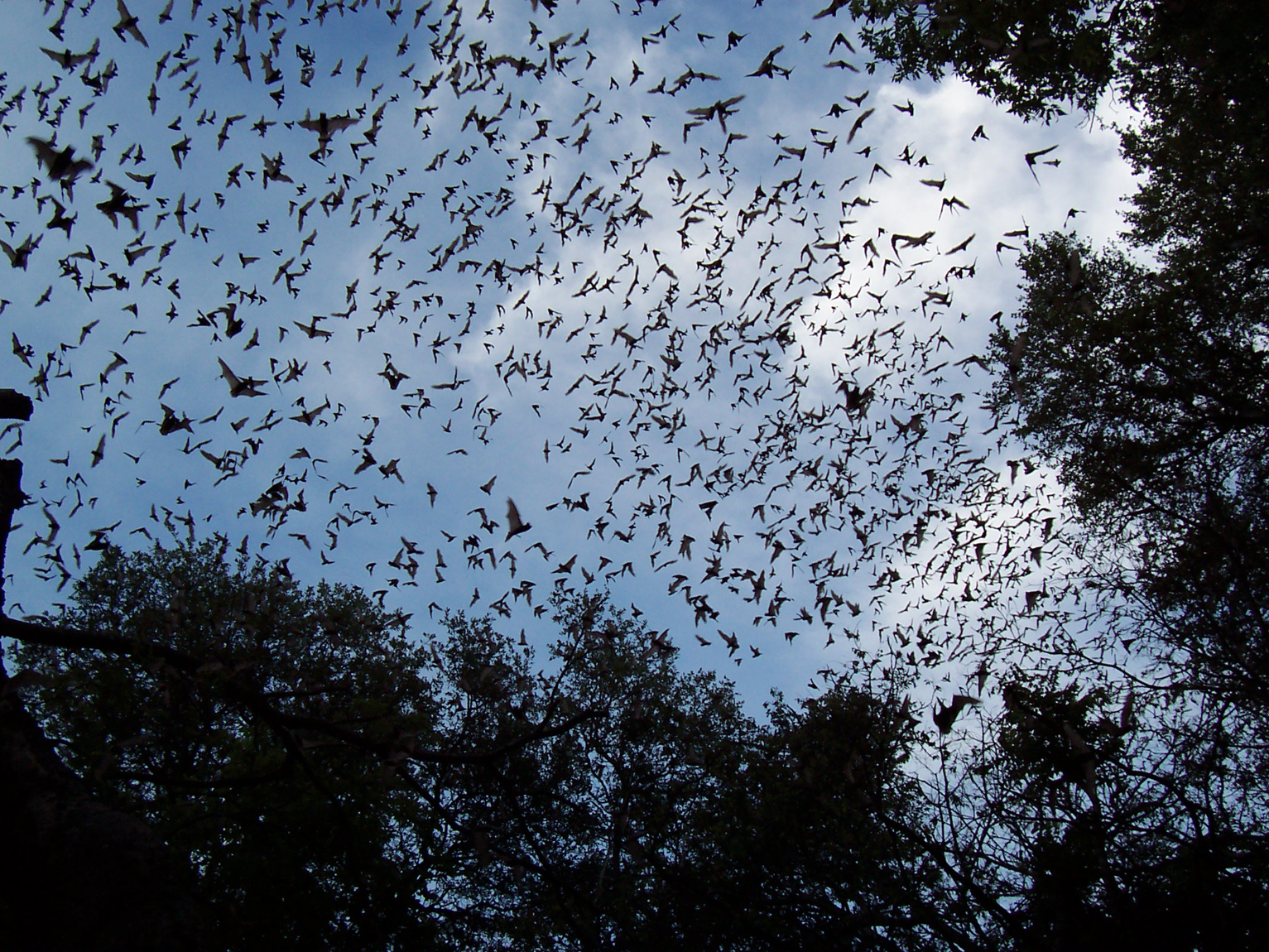 "Bats are not the danger that people think they are," say...