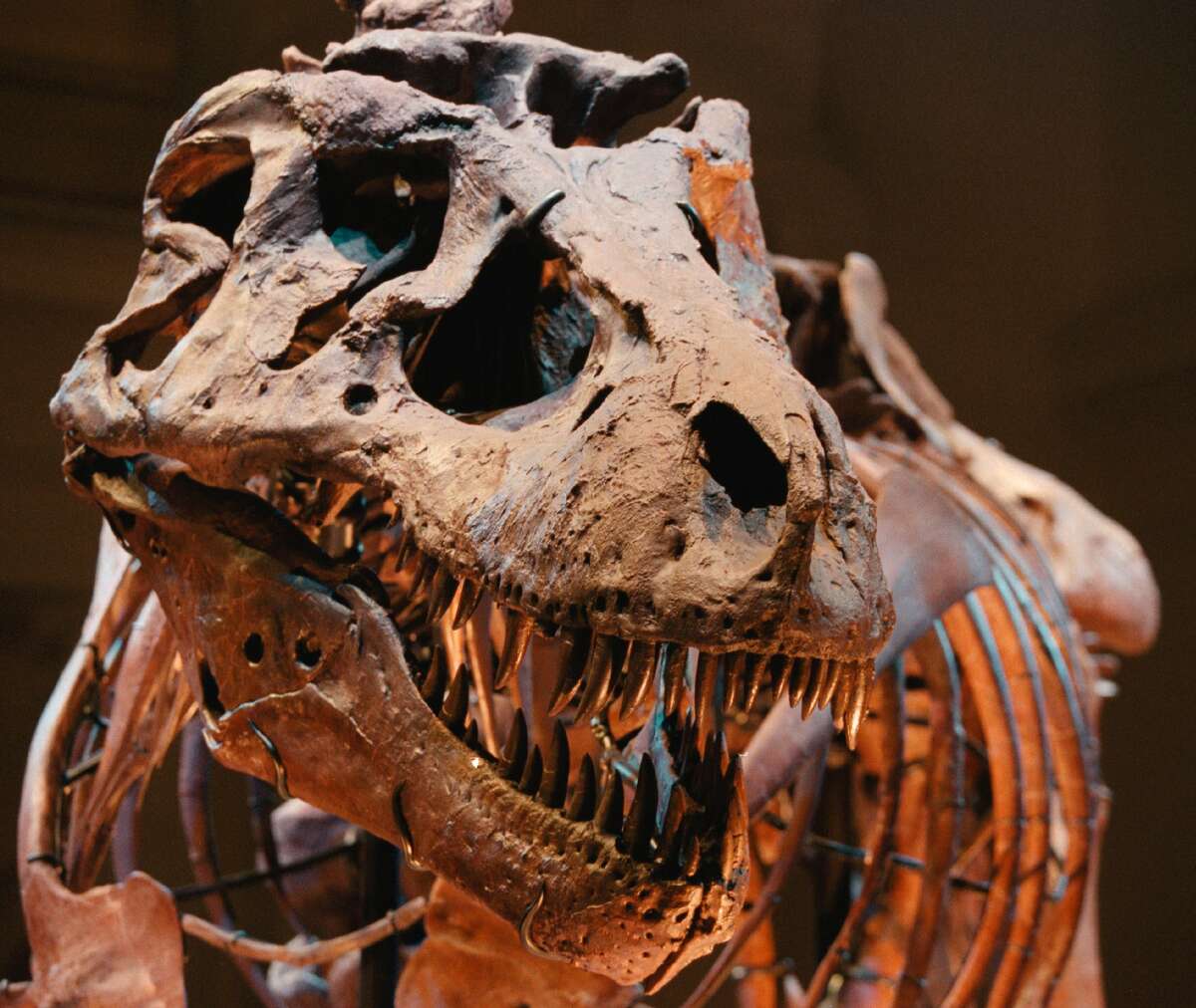 largest tyrannosaurus