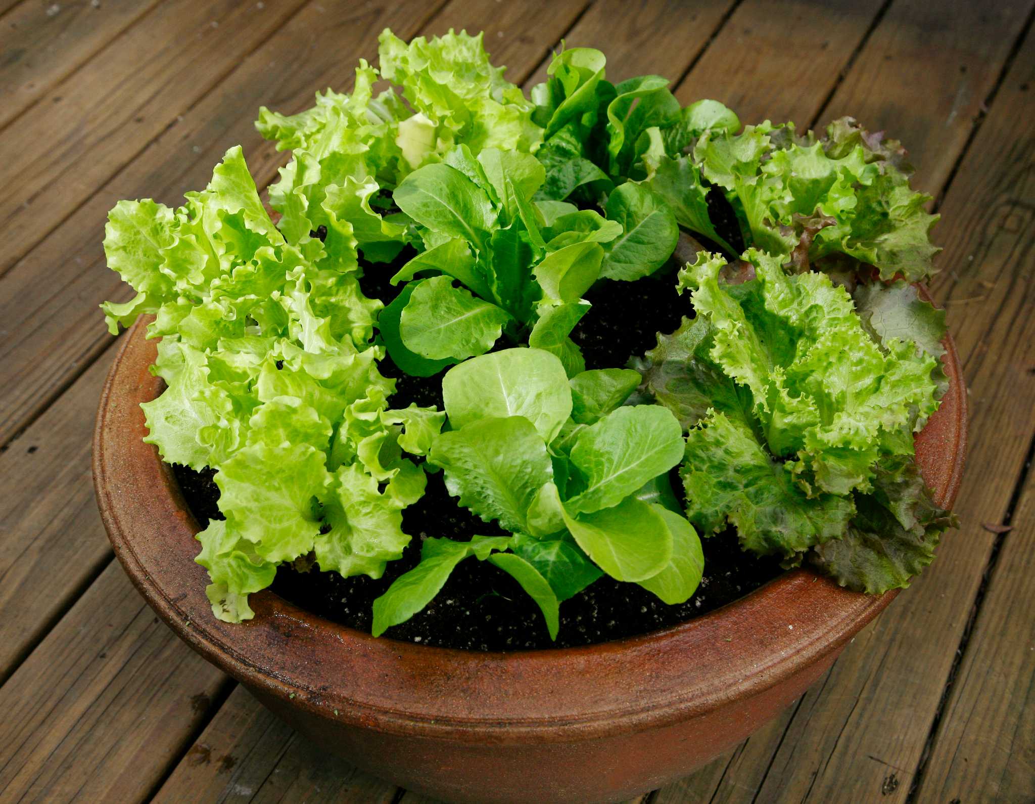 Growing lettuce is quick and easy in cool weather