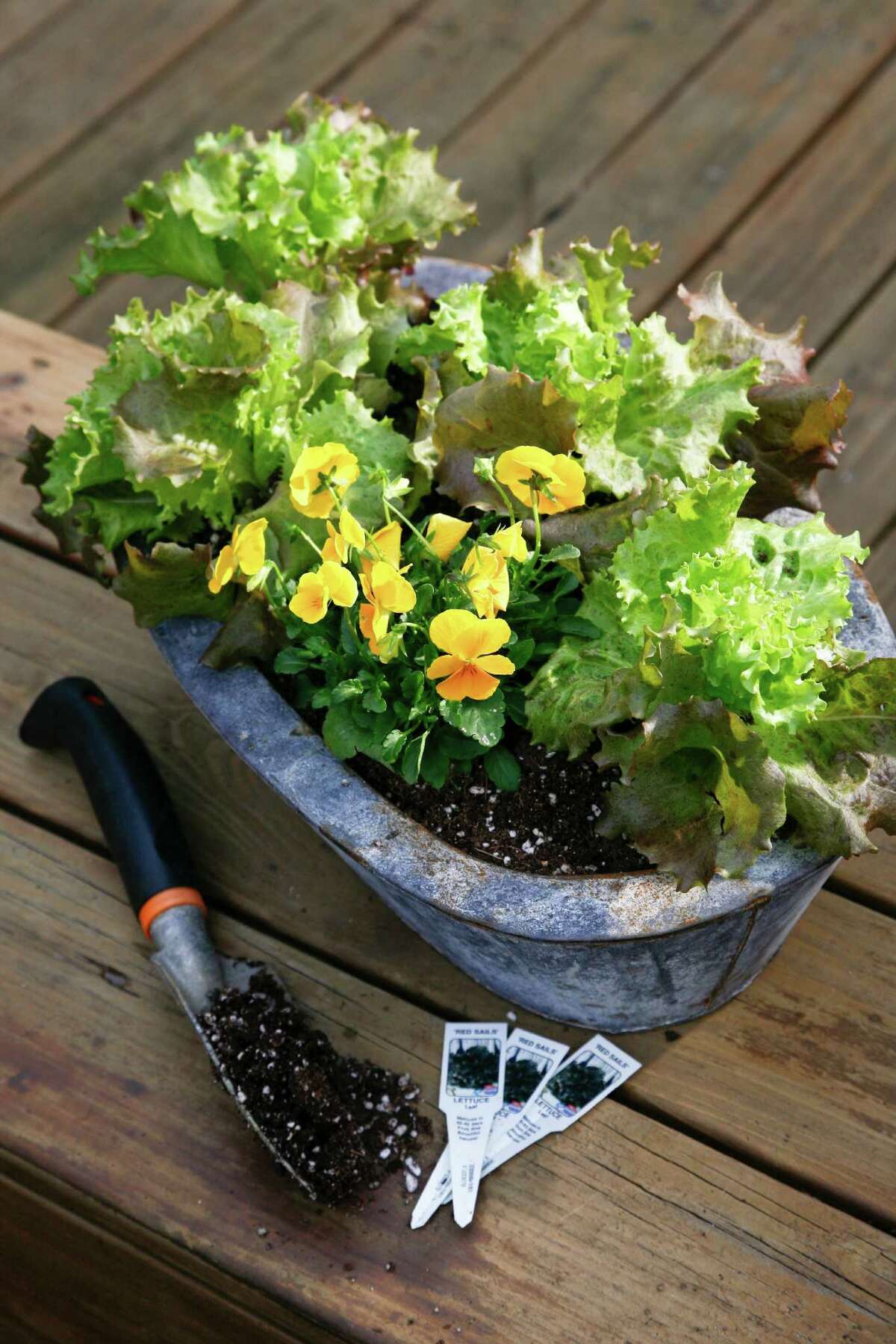 Growing lettuce is quick and easy in cool weather