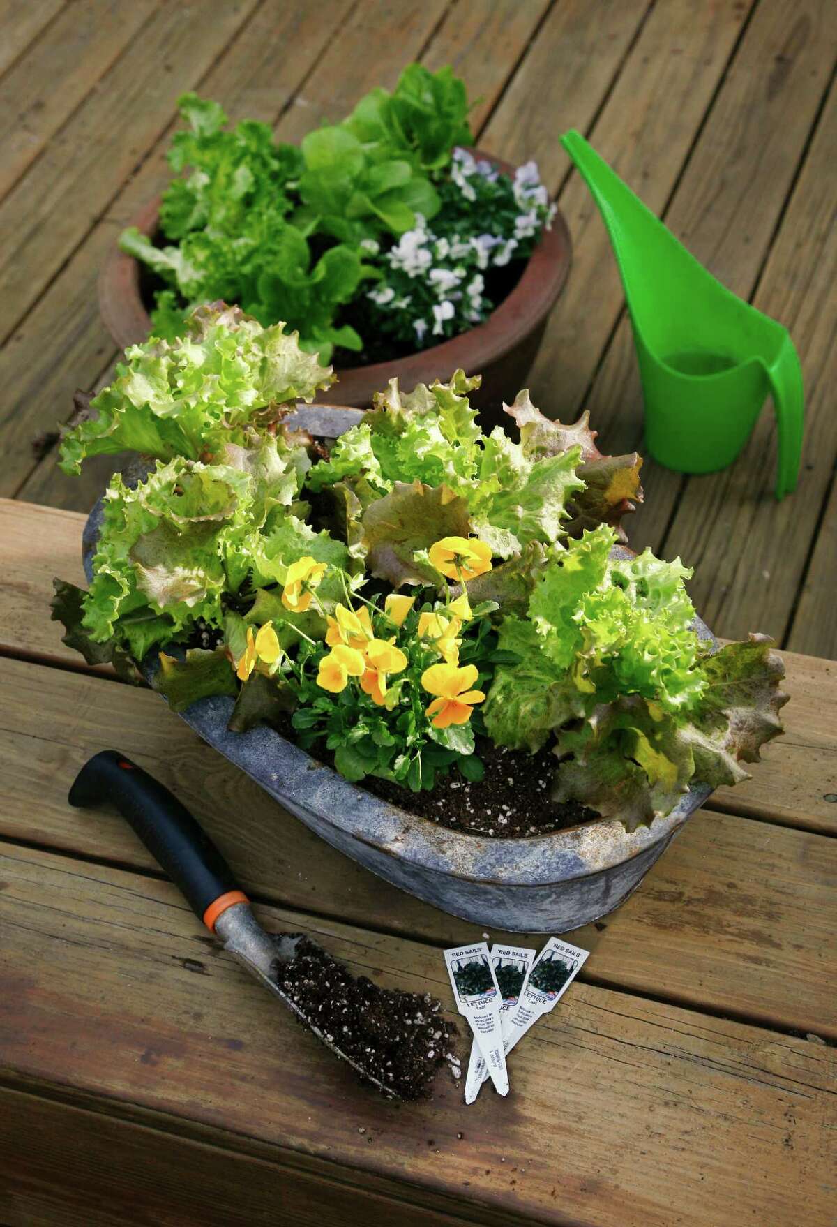 Growing lettuce is quick and easy in cool weather