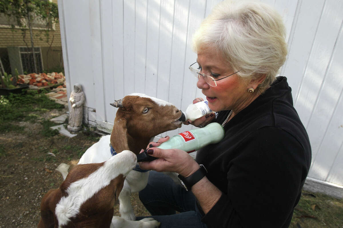 Paula Haley feeds her pet goats in her backyard close to downtown San Antonio. Haley adopted the goats when they were very young.