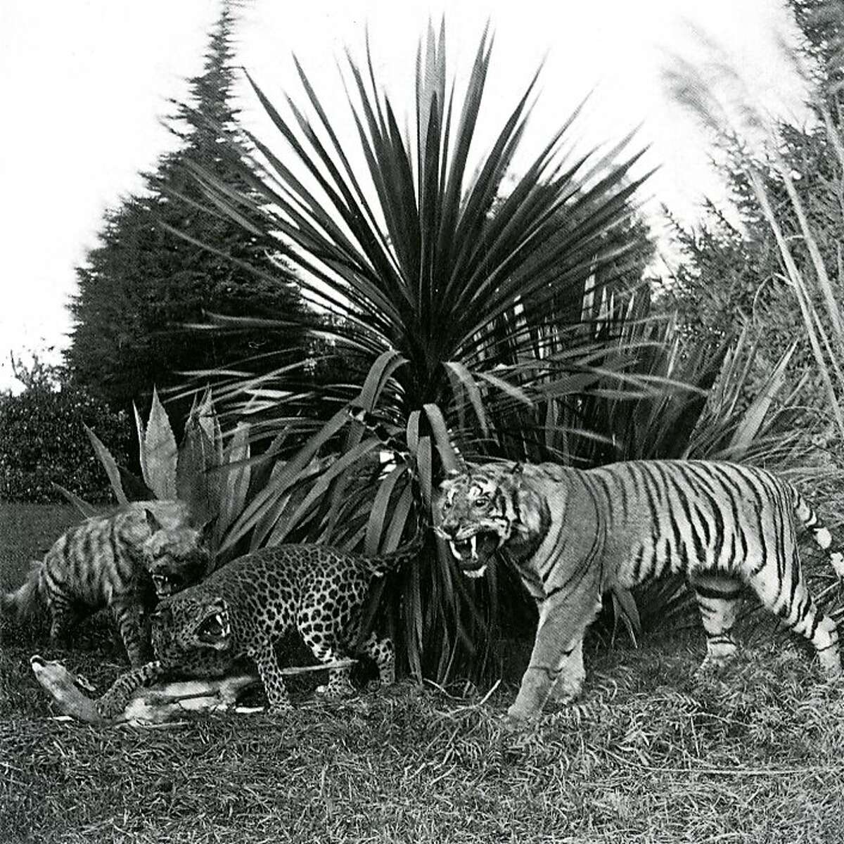 A taxidermed tiger and other animals were among the exhibits at Woodward's Gardens, San Francisco's first amusement park which opened in 1866.