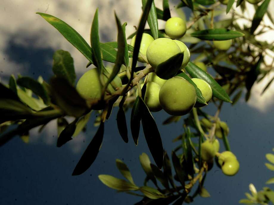 Olivegrowing giant headed for Victoria Houston Chronicle