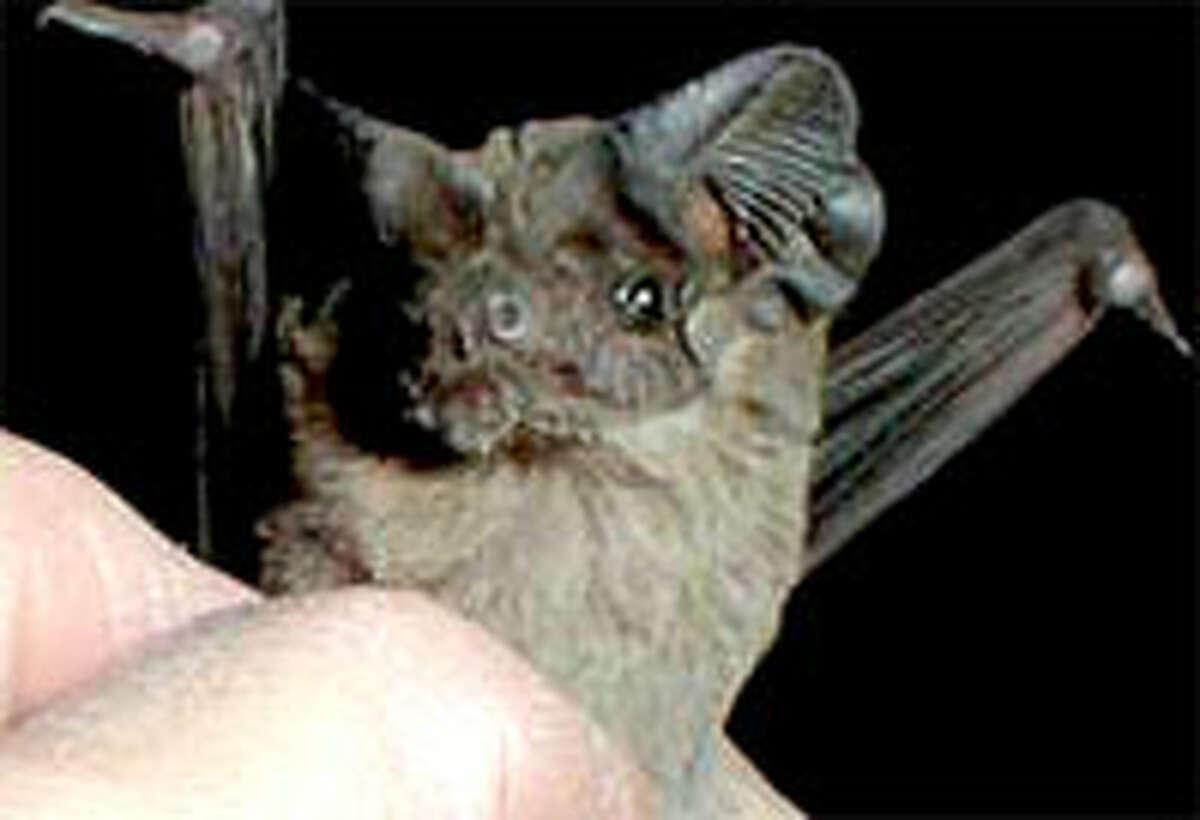 Wind Turbines kill bats too, study finds