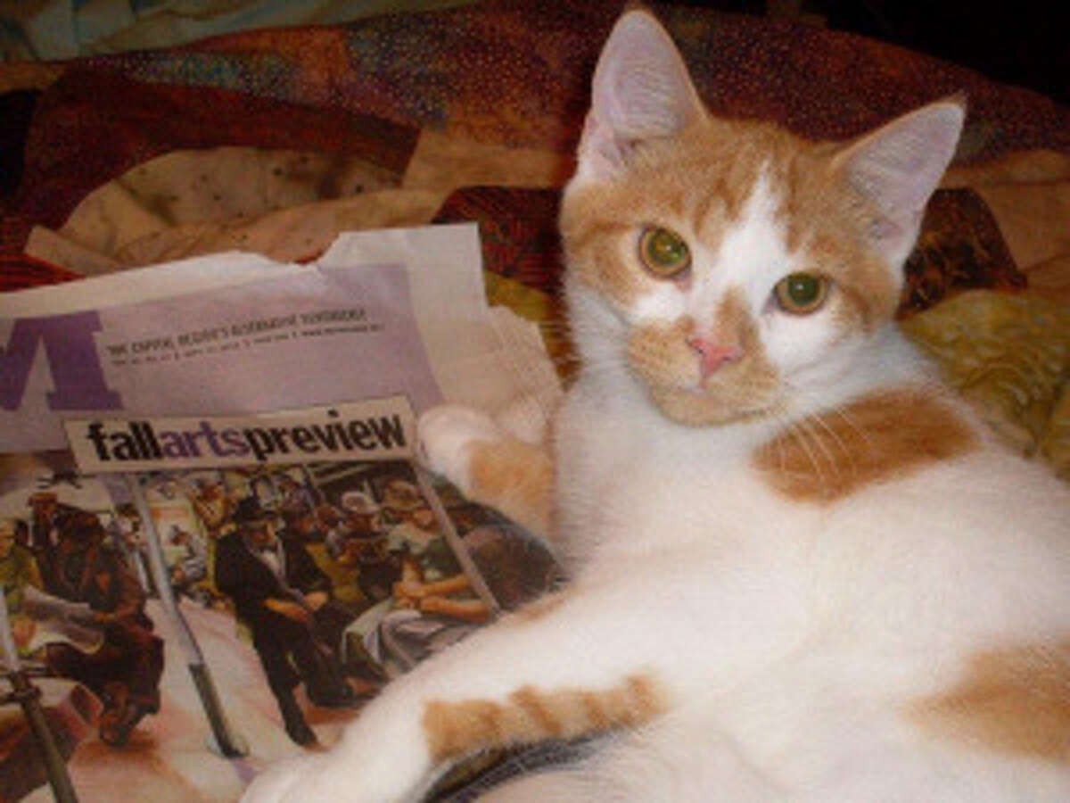 Does Petsmart Kill Cats Cat Meme Stock Pictures And Photos